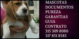 Beagle Tradicional cachorro de la raza Vacunado Documentado