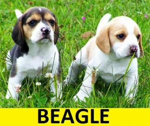 Beagles Cachorros en Venta