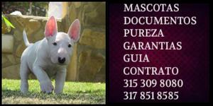 Bull terrier raza Americana Puro Garantizado Vacunas