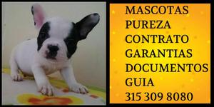 Bulldog French Vaquita Vacunas Desparasitado certificado