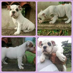 Bulldog Ingles Disponible, Hembra 2 Mese