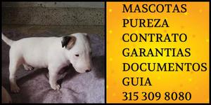 Bullterrier Cachorro Garantizado vacunado Certificado Linea