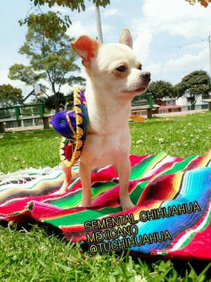 Busca Novia Chihuahua
