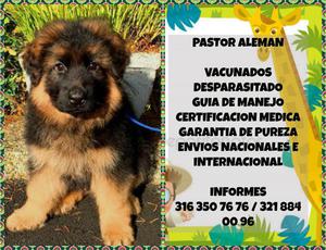 CACHORROS PASTOR ALEMÁN