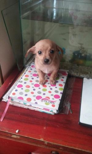 Cachorrito Chihuahua