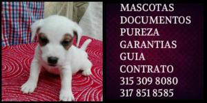 Cachorro Mini Jack vacunado Certificado Documentado Pureza