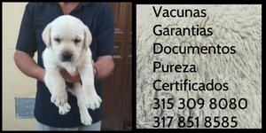 Cachorro de la raza Labrador Pureza Garantia Documentos