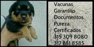 Cachorro de la raza Rottweiler Garantia documentos Pureza