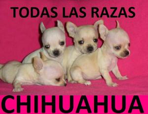 Cachorros Chihuahua en Venta