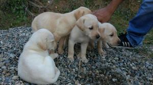 Cachorros Labrador Dorados
