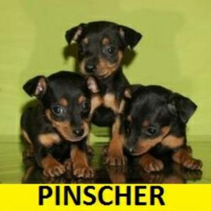 Cachorros Pinscher en Venta