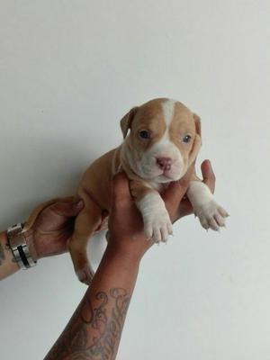 Cachorros Pitbull Bully