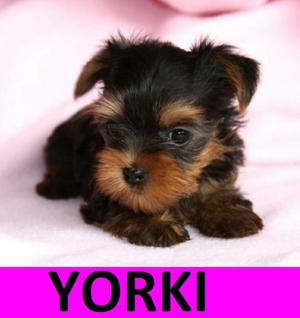 Cachorros Yorki en Venta