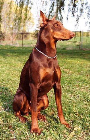 DOBERMAN cachorro