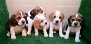 Encantadores Beagles Hembras Y Machos