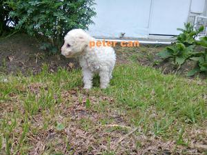 French Poodle Mini Toy Cocker Schnauzer