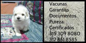 French poodle Caniche Blanquito Puro Garantizado vacunado