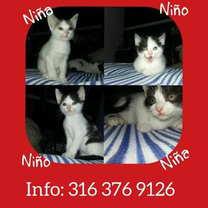 GRATIS PALMIRA, Adopta 4 Gatos, 2 Meses, Comen Solos, Usan