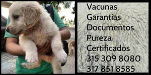 Golden Cachorro de raza Vacunado certificado desparasitado