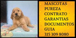 Golden retriever Raza cachorro Hermoso Puro Documentado
