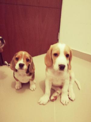 Hermosos Cachorros Beagle!!!