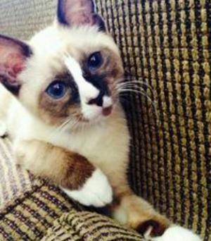 Hermosos Gatos Ragdoll