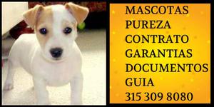 Jack Mini Russell cachorro Vacunas Pureza certificado