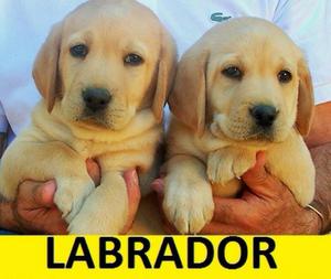 Labrador Cachorros de Venta
