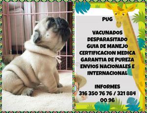 PUG CARLINO A LA VENTA