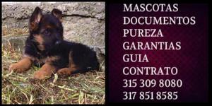 Pastor Aleman cachorro de raza Certificado Pureza Documentos