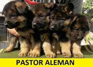 Pastor Alemán Cachorros en Venta