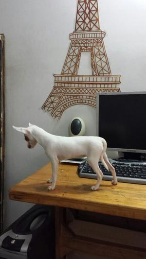 Perro Chihuahua de Raza