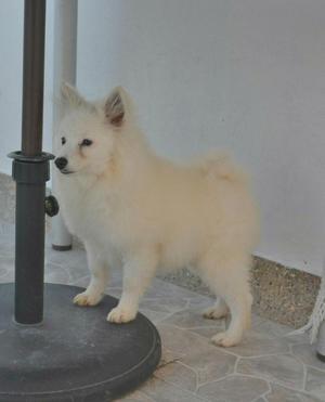 Pomerania 6 Meses Macho