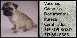 Pug Carlino color Pureza Garantia Certificado Documentado