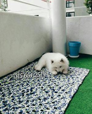 Samoyedos en Venta