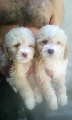 Se Venden French Poodle Mini Toy