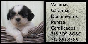 Shit tzu Raza Garantia Pureza Cachorro Certificado Vacunado
