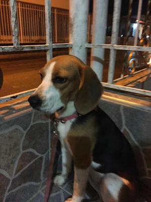 Vendo Cachorro Beagle