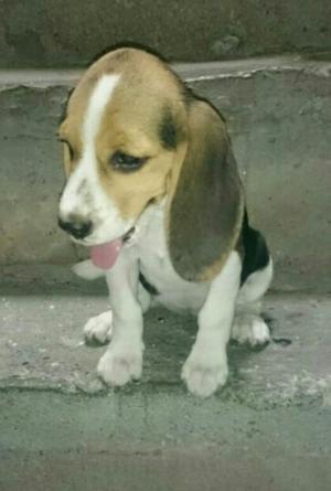 Vendo Lindo Beagle