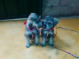 Vendo Perritas Schnauzer