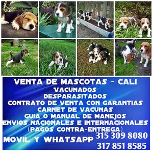 Venta de beagle bellos cachorros