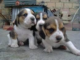 bellos beagles tricolor super originales