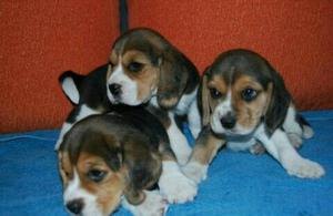 cachorros en venta beagle garantizados