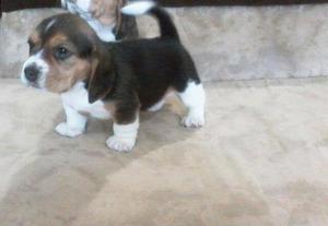 hermosa mascota para la familia beagle tricolor