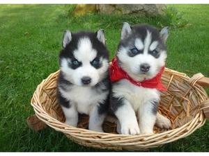 hermosos huskys de alta pureza mirar foto esla segunda