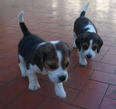 lindos beagles enanitos tiernos bien bellos bajitos