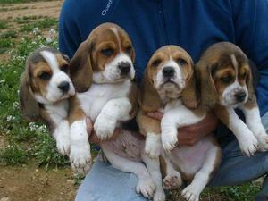 vendo beagles bien hermosos
