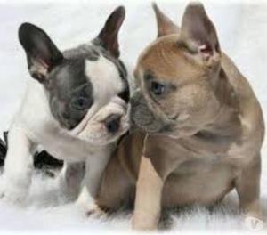 hermosos bulldog frances