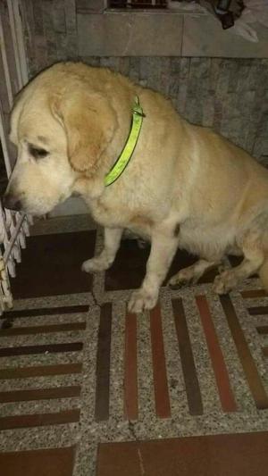 Adopcion Labrador Adulto