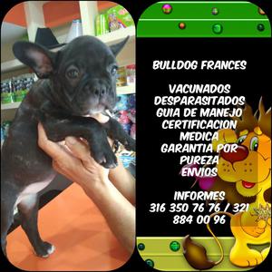 BULLDOG FRANCES CERTIFICADOS A LA VENTA